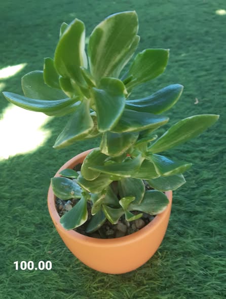 Plants photo 5