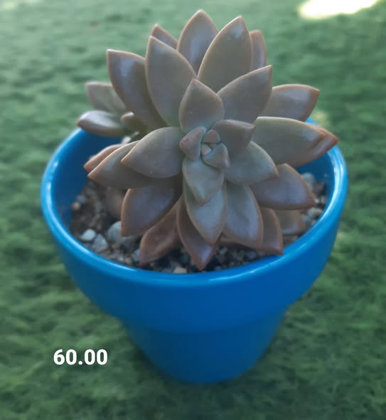 Plants photo 3