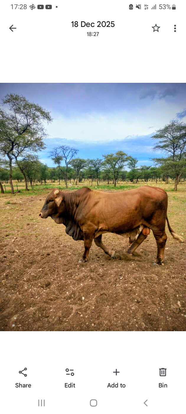 Bull for sale photo 2