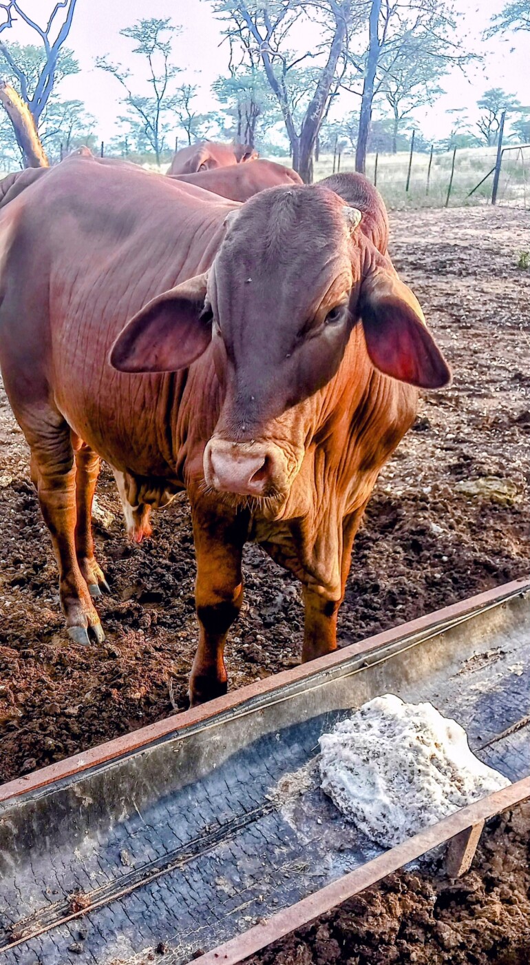 Bull for sale photo 1