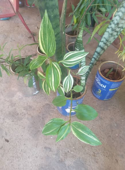 Plants photo 5