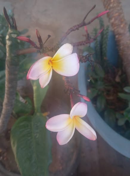 Plants photo 2