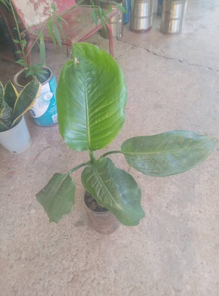 Plants photo 1