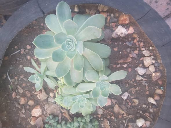 Plants photo 3