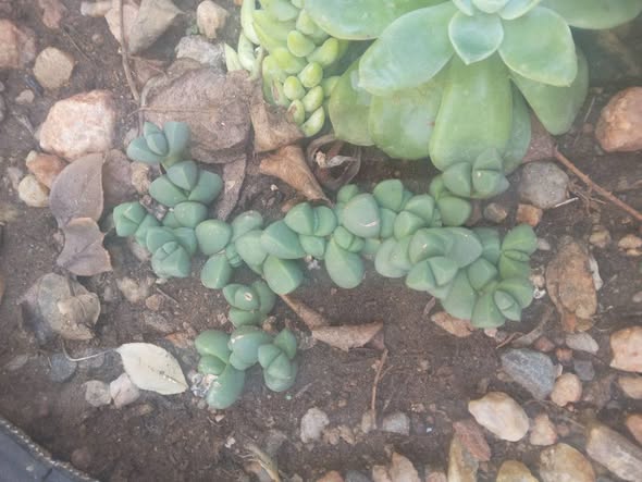 Plants photo 4