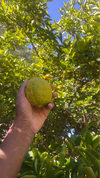 100 Lemons photo 3