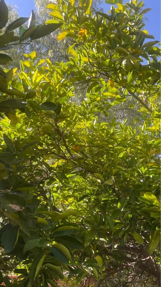100 Lemons photo 2