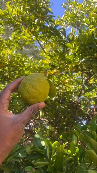 100 Lemons photo 1