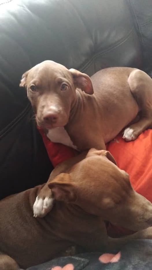 Pitbull puppie photo 1