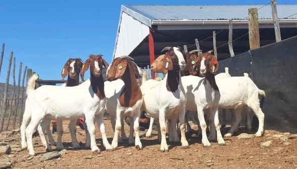 SKRYWER LIVESTOCK'S photo 5