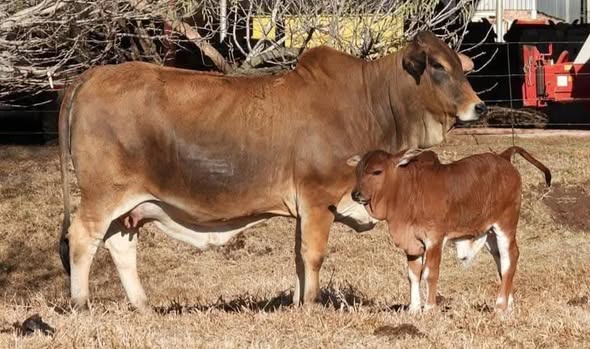 SKRYWER LIVESTOCK'S photo 3