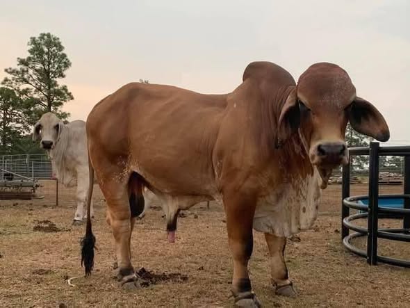 SKRYWER LIVESTOCK'S photo 1