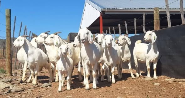 SKRYWER LIVESTOCK'S photo 4