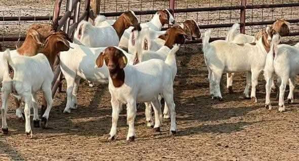SKRYWER LIVESTOCK'S photo 2