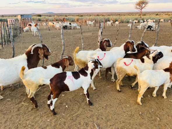 Goats photo 1