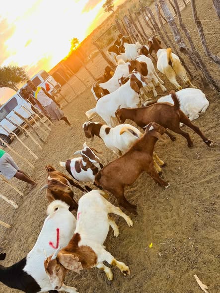 Goats photo 3