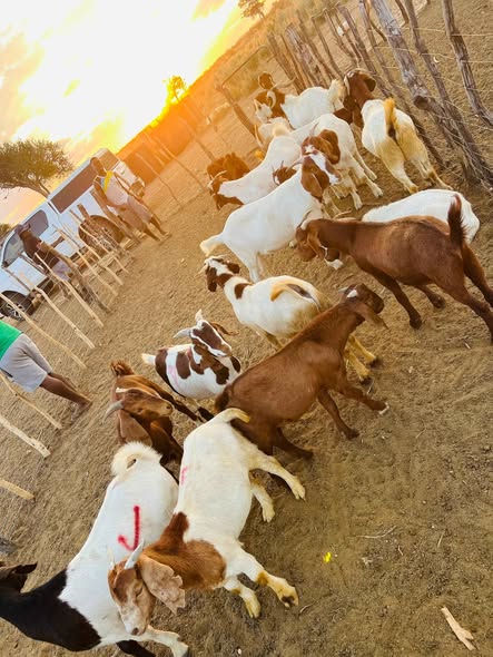 Goats photo 4