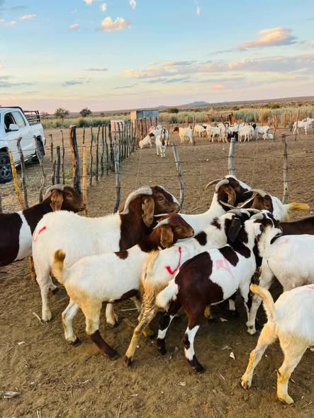 Goats photo 2
