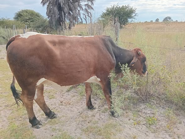 Cow photo 2