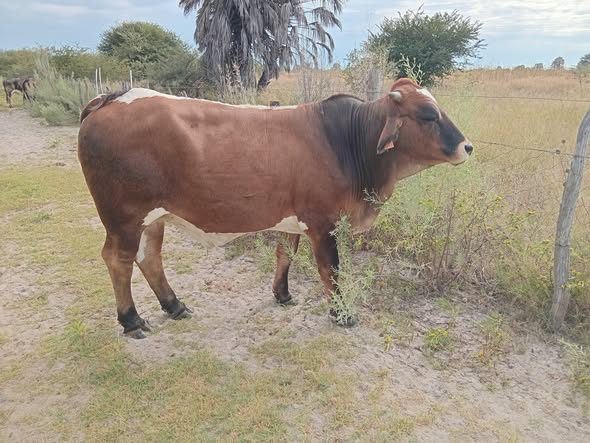 Cow photo 1