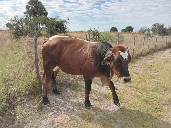 Cow photo 3