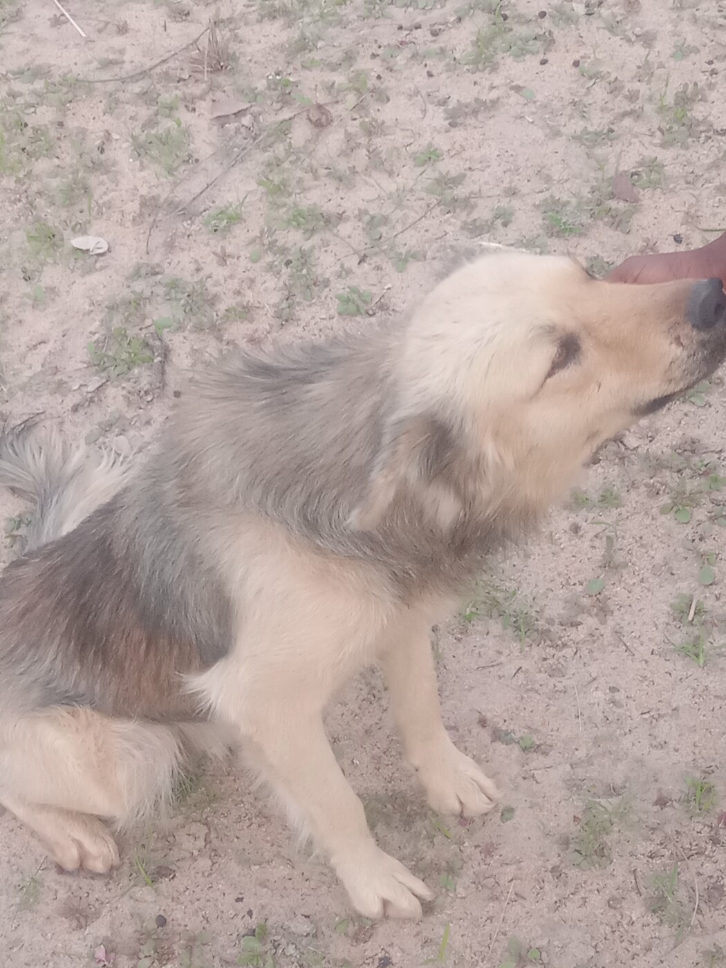 German shepherd dog for sale photo 1