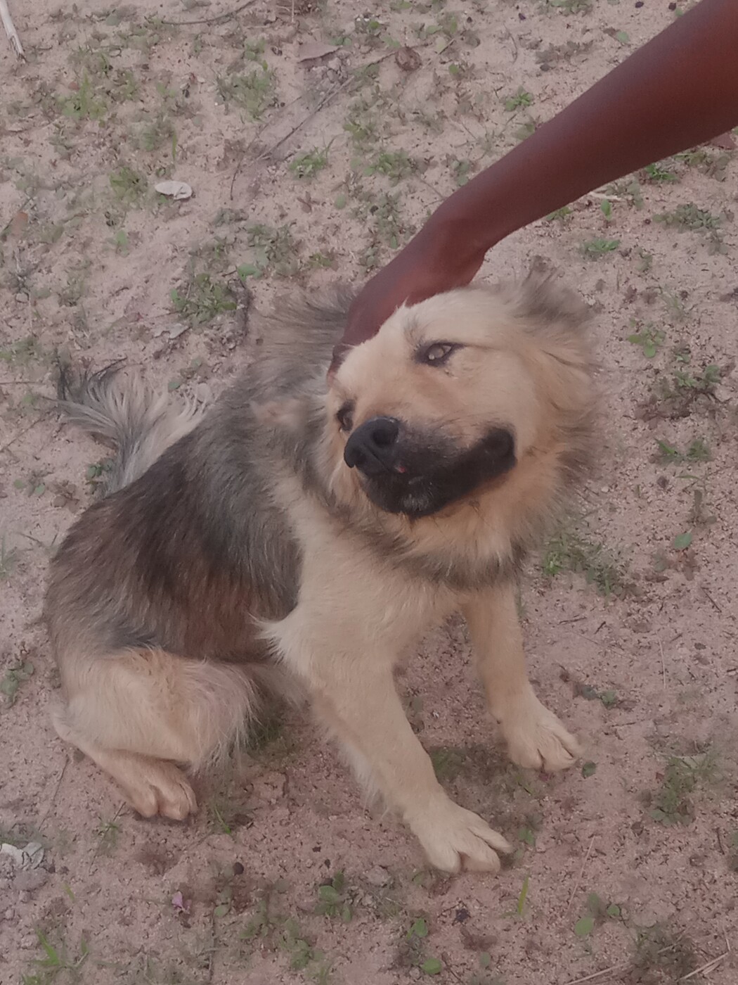 German shepherd dog for sale photo 2