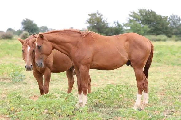 Donkey and horses photo 3
