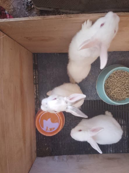 Bunnies photo 1