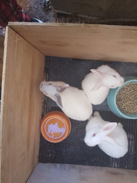 Bunnies photo 2