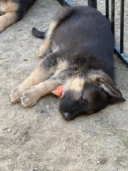 10 Weeks 2 Males German Shepherd photo 1