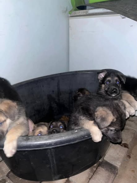 10 Weeks 2 Males German Shepherd photo 2