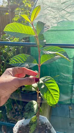 Fruit Tree Seedlings - READY TO PLANT photo 3