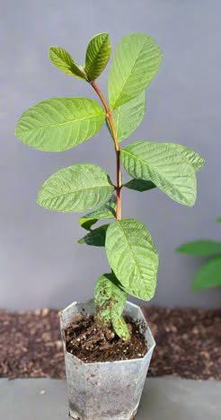 Fruit Tree Seedlings - READY TO PLANT photo 2