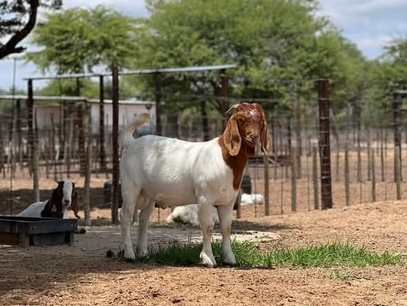 Livestock photo 4