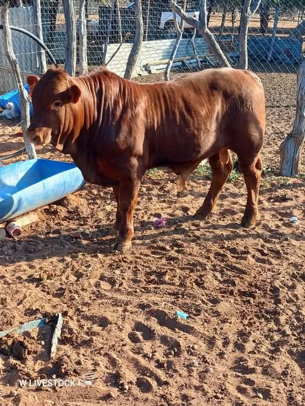Livestock photo 5