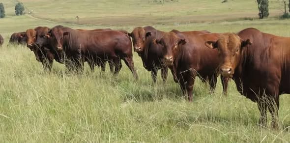 Livestock photo 3