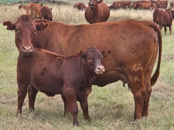 Livestock photo 1