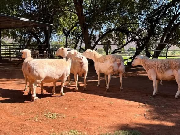 Livestock photo 2