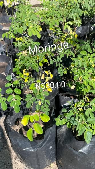 Plants photo 4