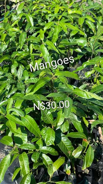 Plants photo 5