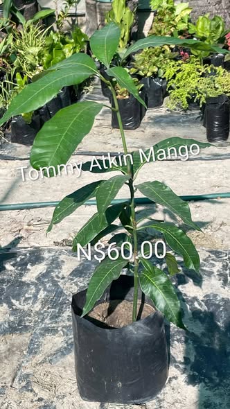 Plants photo 2
