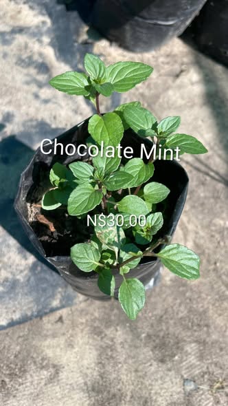 Plants photo 1