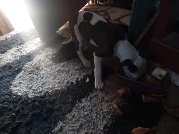 Small bit bull female photo 5