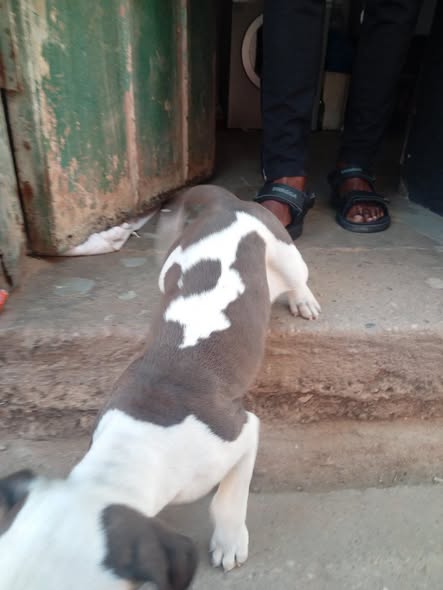 Small bit bull female photo 1