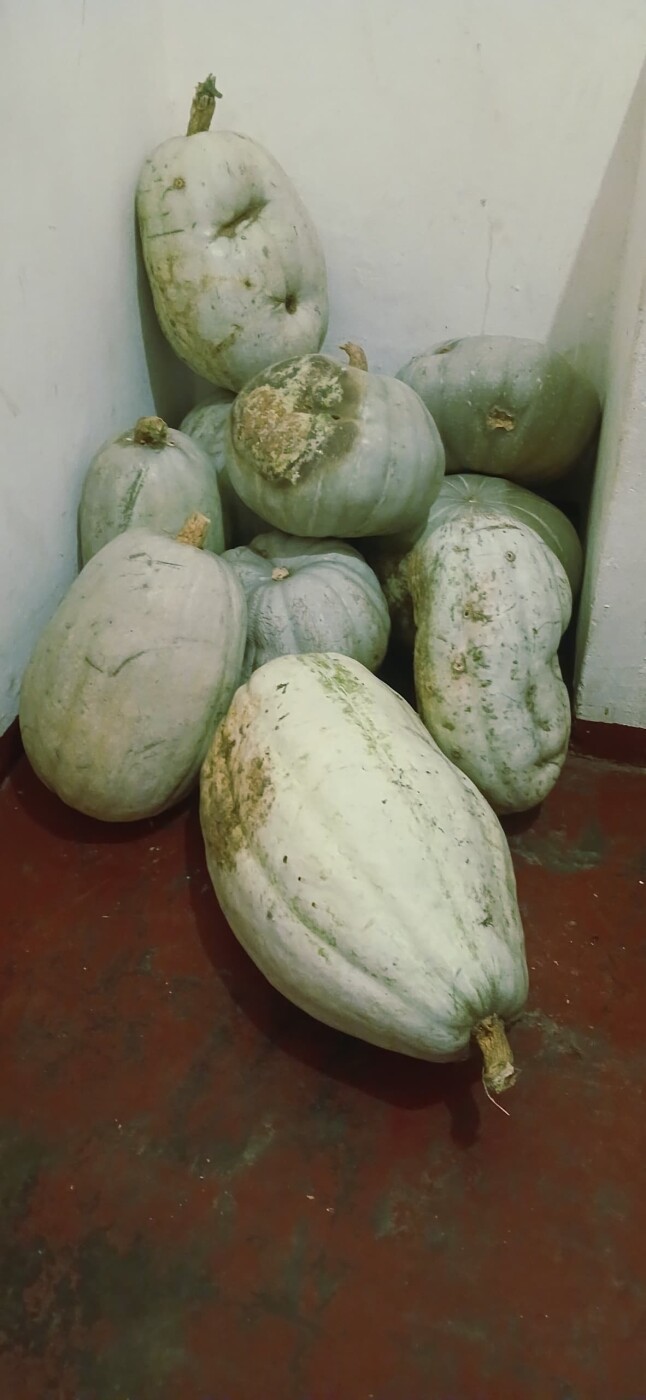 12 pumpkins photo 2