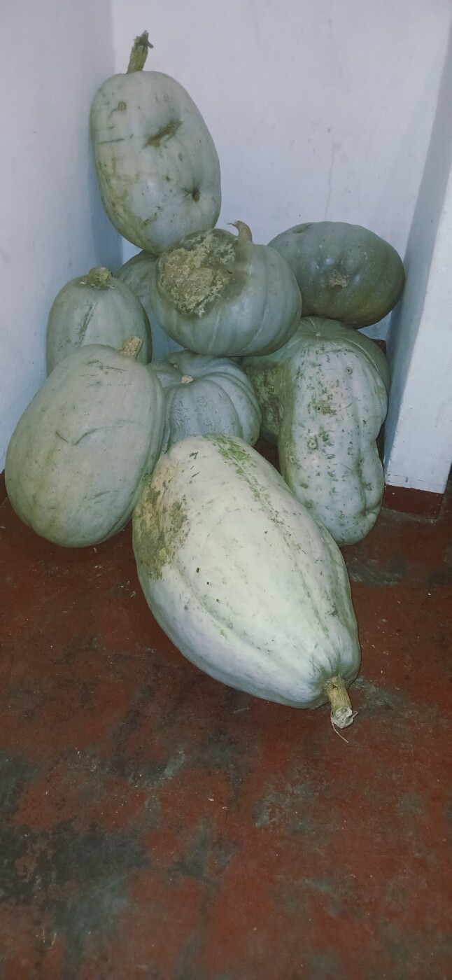 12 pumpkins photo 1