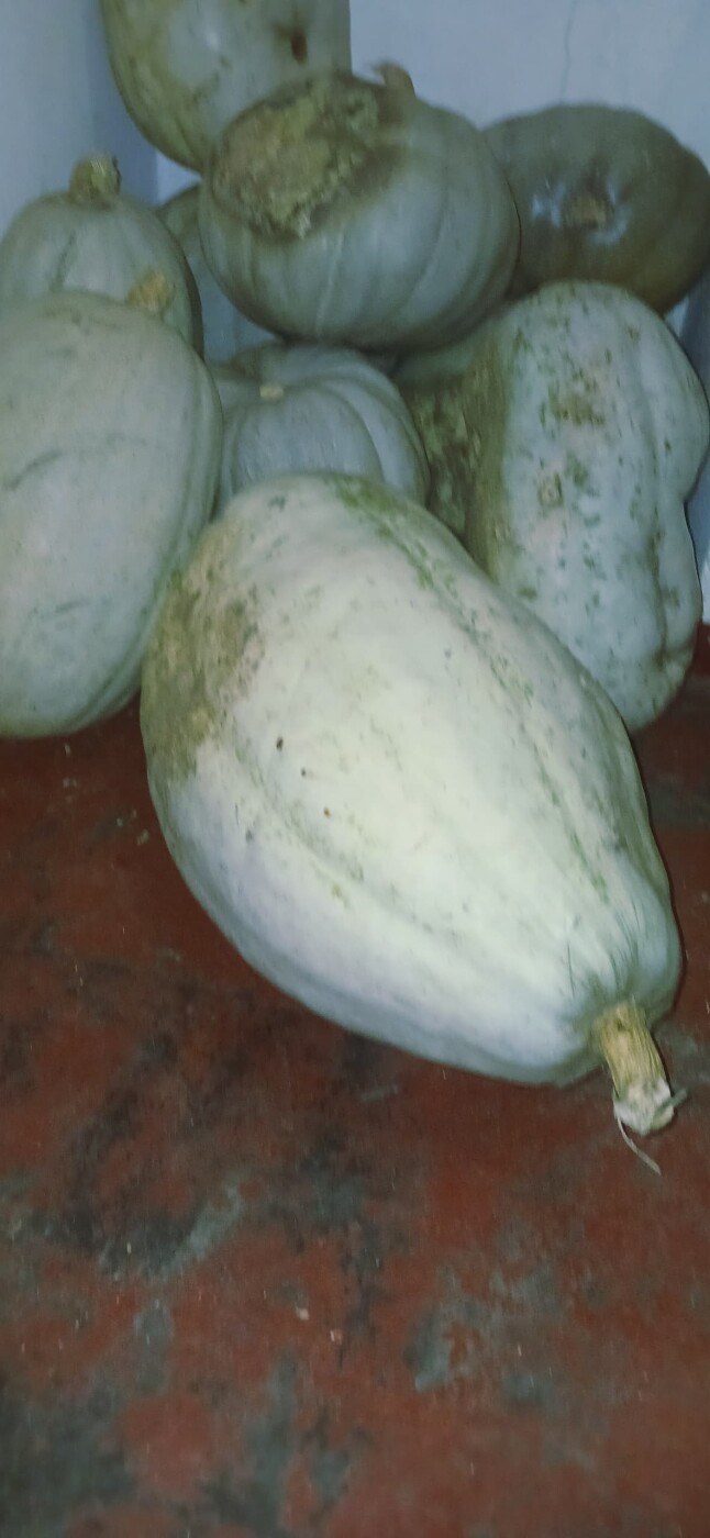 12 pumpkins photo 3