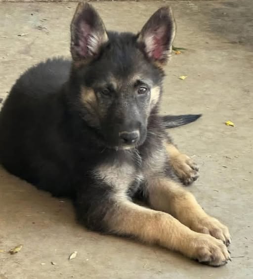 13 Weeks 2 Males German Shepherd lovely pups photo 1