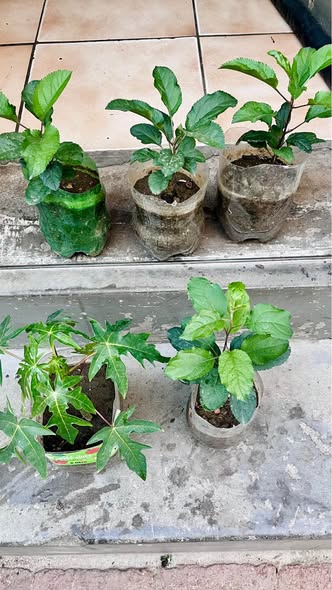 Fruit plants photo 2